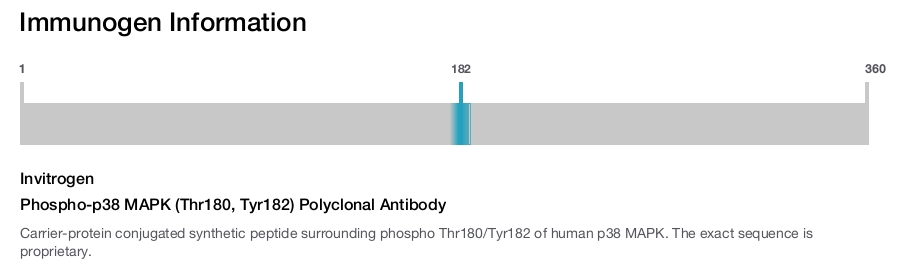 Phospho-p38 MAPK (Thr180, Tyr182) Polyclonal Antibody