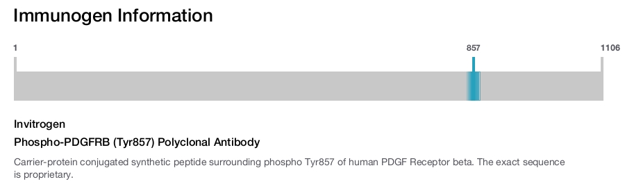 Phospho-PDGFRB (Tyr857) Polyclonal Antibody