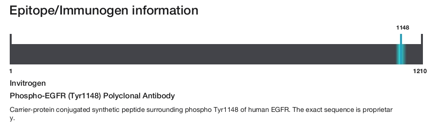 Phospho-EGFR (Tyr1148) Polyclonal Antibody