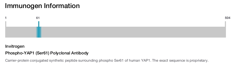 Phospho-YAP1 (Ser61) Polyclonal Antibody
