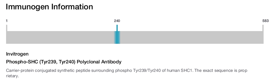 Phospho-SHC (Tyr239, Tyr240) Polyclonal Antibody