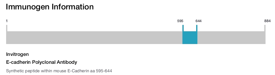 E-cadherin Polyclonal Antibody