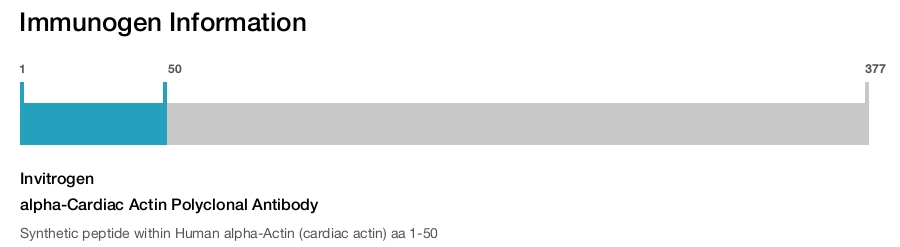 alpha-Cardiac Actin Polyclonal Antibody