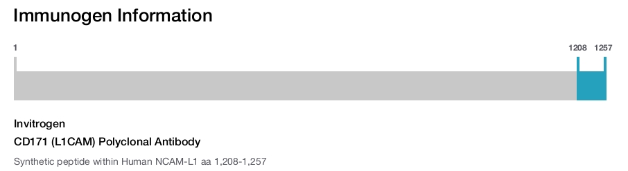 CD171 (L1CAM) Polyclonal Antibody