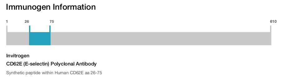 CD62E (E-selectin) Polyclonal Antibody