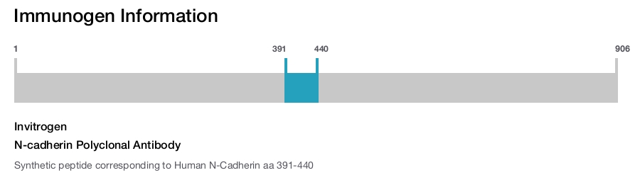 N-cadherin Polyclonal Antibody