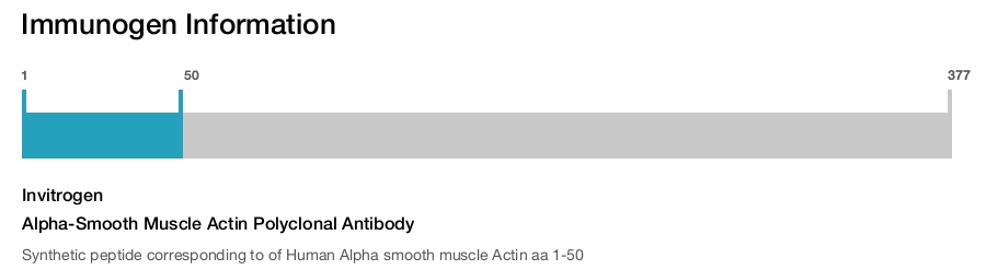 Alpha-Smooth Muscle Actin Polyclonal Antibody
