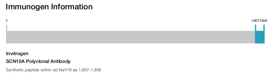 SCN10A Polyclonal Antibody