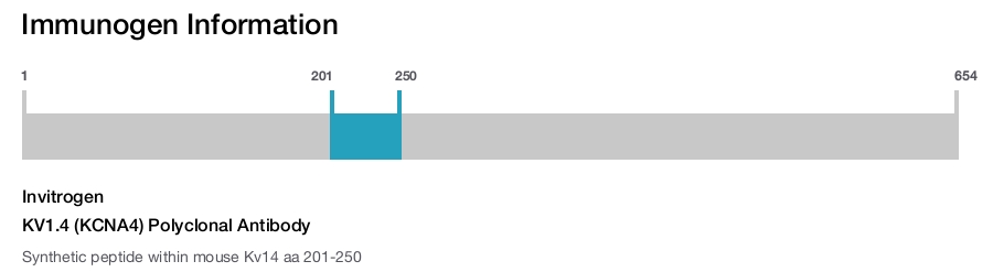 KV1.4 (KCNA4) Polyclonal Antibody