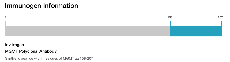 MGMT Polyclonal Antibody