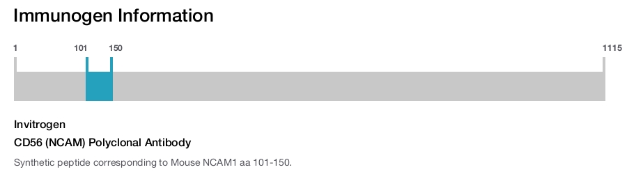 CD56 (NCAM) Polyclonal Antibody