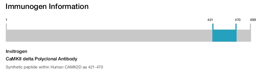 CaMKII delta Polyclonal Antibody