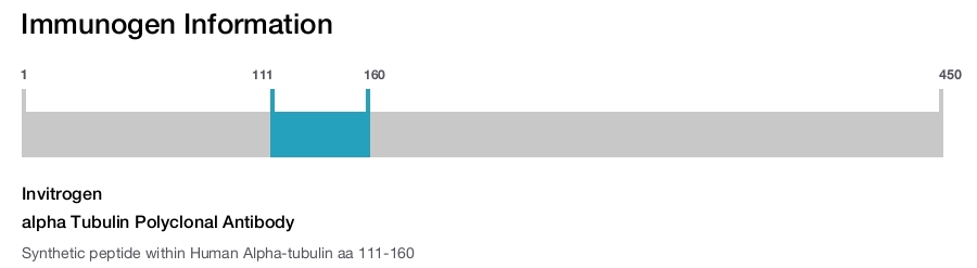 alpha Tubulin Polyclonal Antibody