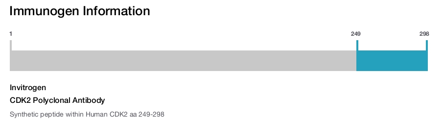 CDK2 Polyclonal Antibody