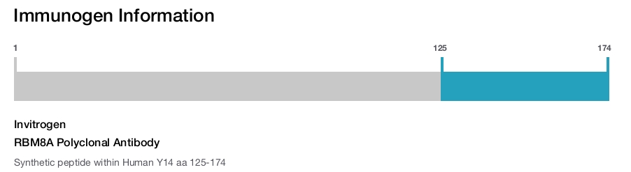 RBM8A Polyclonal Antibody