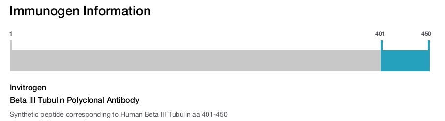 Beta III Tubulin Polyclonal Antibody