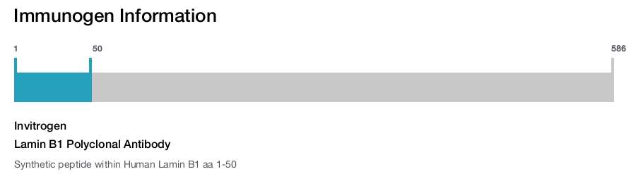 Lamin B1 Polyclonal Antibody