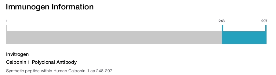Calponin 1 Polyclonal Antibody