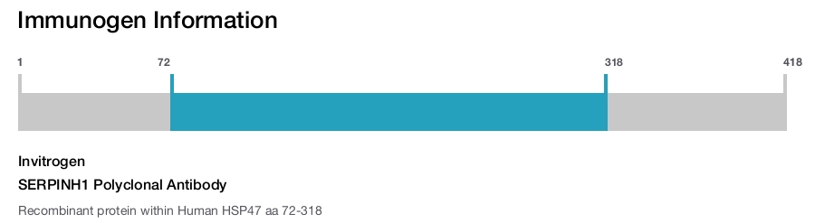 SERPINH1 Polyclonal Antibody