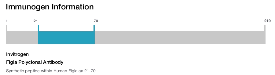 Figla Polyclonal Antibody