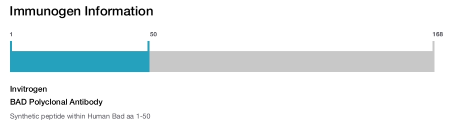 BAD Polyclonal Antibody