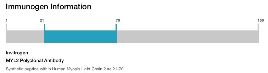 MYL2 Polyclonal Antibody