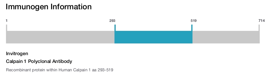 Calpain 1 Polyclonal Antibody