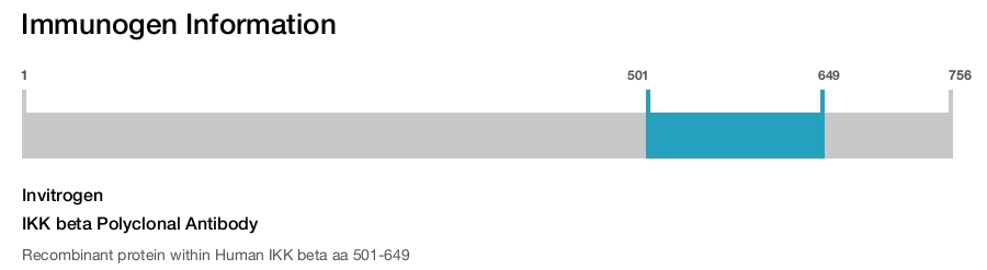 IKK beta Polyclonal Antibody