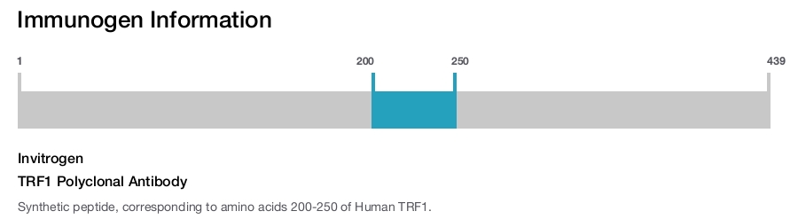 TRF1 Polyclonal Antibody