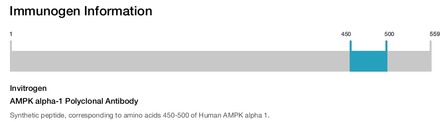 AMPK alpha-1 Polyclonal Antibody