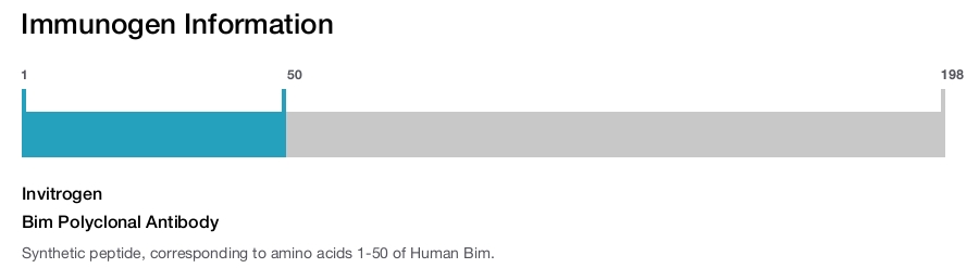 Bim Polyclonal Antibody
