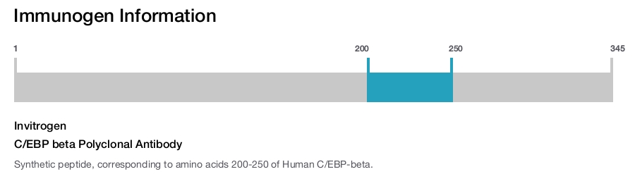 C/EBP beta Polyclonal Antibody