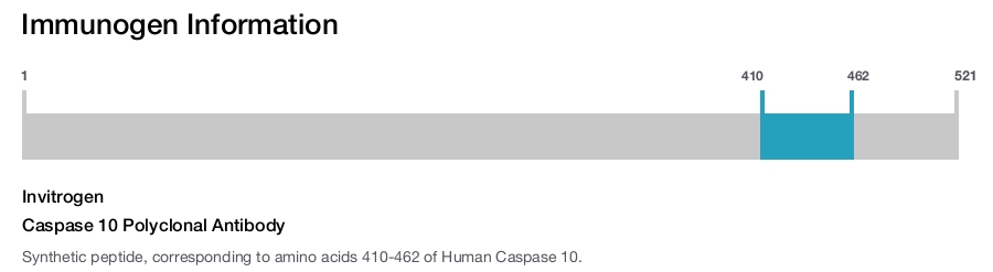 Caspase 10 Polyclonal Antibody