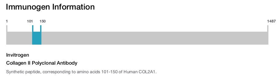 Collagen II Polyclonal Antibody