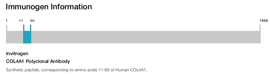 COL4A1 Polyclonal Antibody