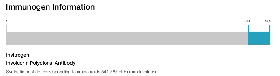 Involucrin Polyclonal Antibody