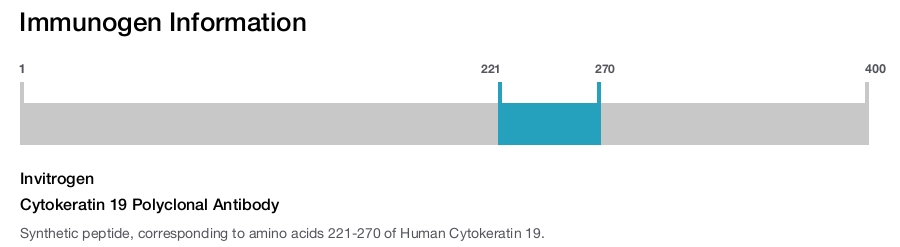 Cytokeratin 19 Polyclonal Antibody