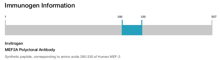 MEF2A Polyclonal Antibody