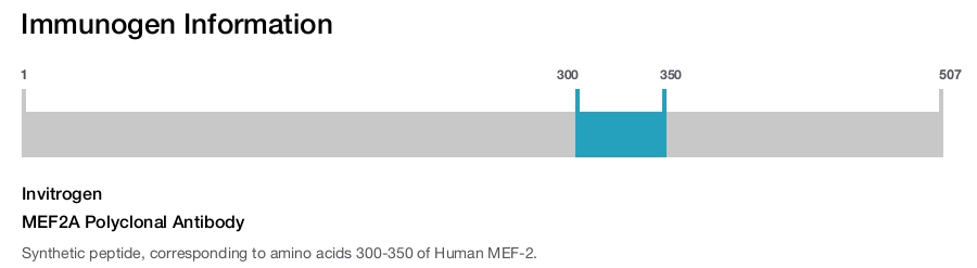 MEF2A Polyclonal Antibody