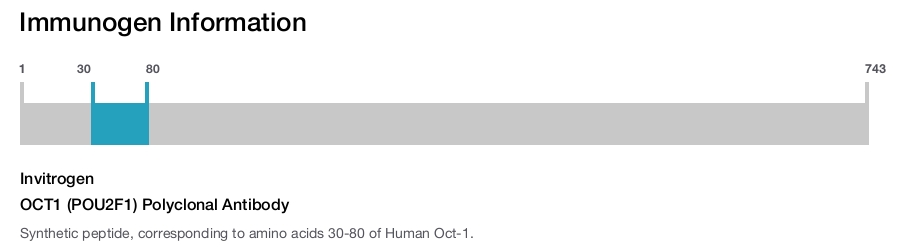 OCT1 (POU2F1) Polyclonal Antibody