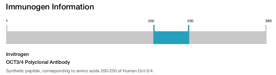 OCT3/4 Polyclonal Antibody