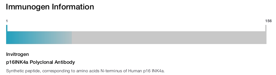 p16INK4a Polyclonal Antibody