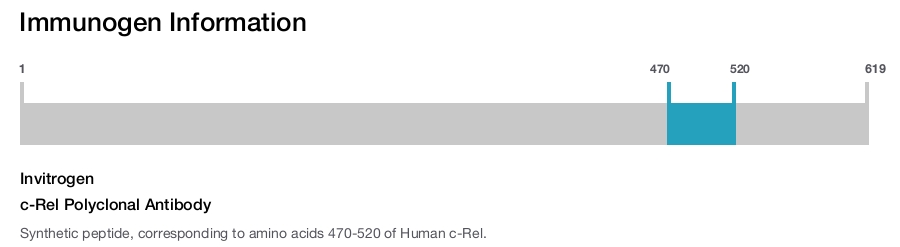 c-Rel Polyclonal Antibody