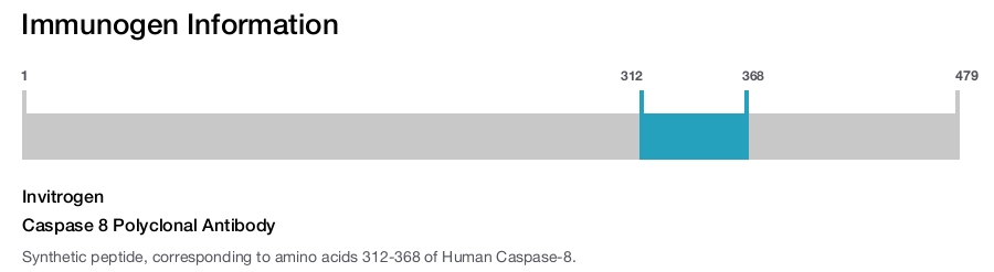 Caspase 8 Polyclonal Antibody