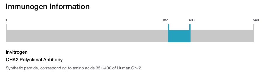 CHK2 Polyclonal Antibody