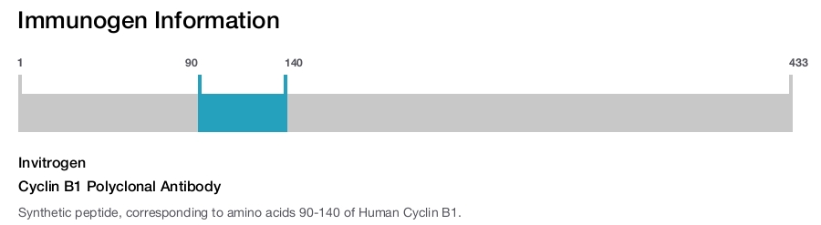 Cyclin B1 Polyclonal Antibody