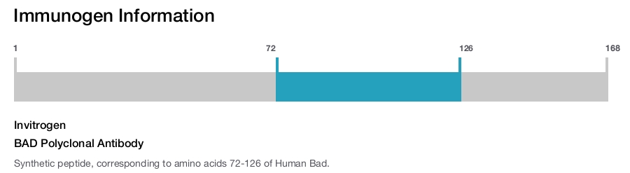 BAD Polyclonal Antibody