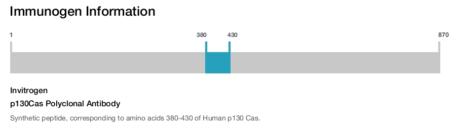 p130Cas Polyclonal Antibody