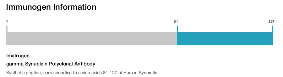 gamma Synuclein Polyclonal Antibody