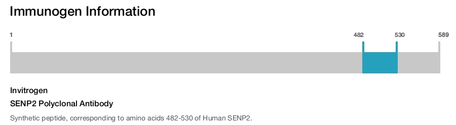 SENP2 Polyclonal Antibody